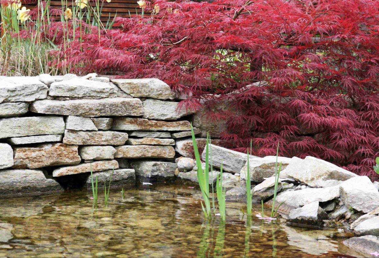 Povešavi javor (Acer palmatum) 'Dissectum atropurpureum'