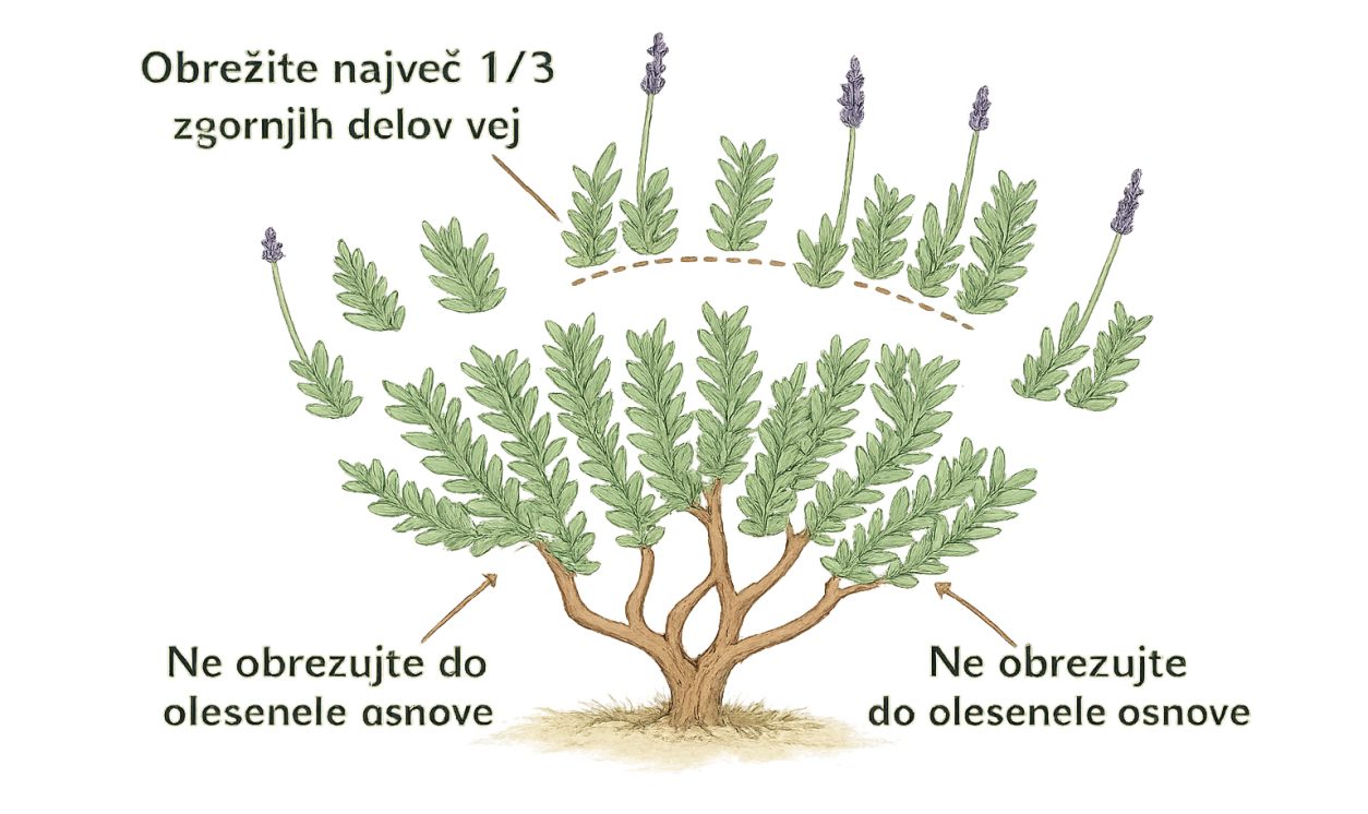 Pravilna rez sivke obrezujemo največ do tretjine zelenih poganjkov