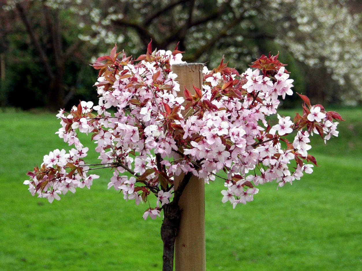 Prunus serrulata 'Kanzan' Ta sorta je ena najbolj razširjenih japonskih češenj