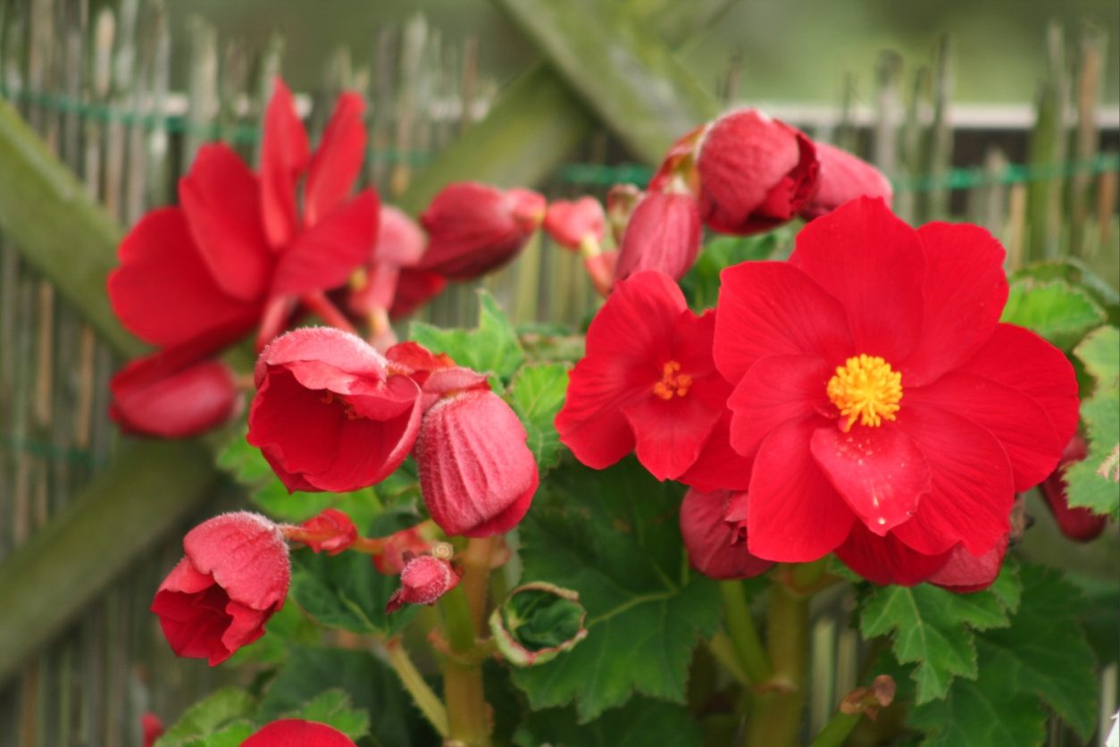 Rdeče cvetoča gomoljna begonija (Begonia × tuberhybrida)