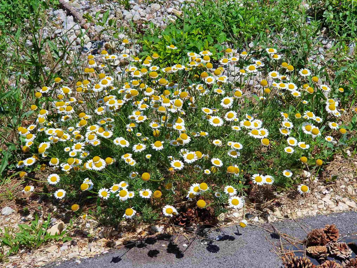 Rimska kamilica (Chamaemelum nobile) tvori goste, nizke zaplate z obilico cvetov