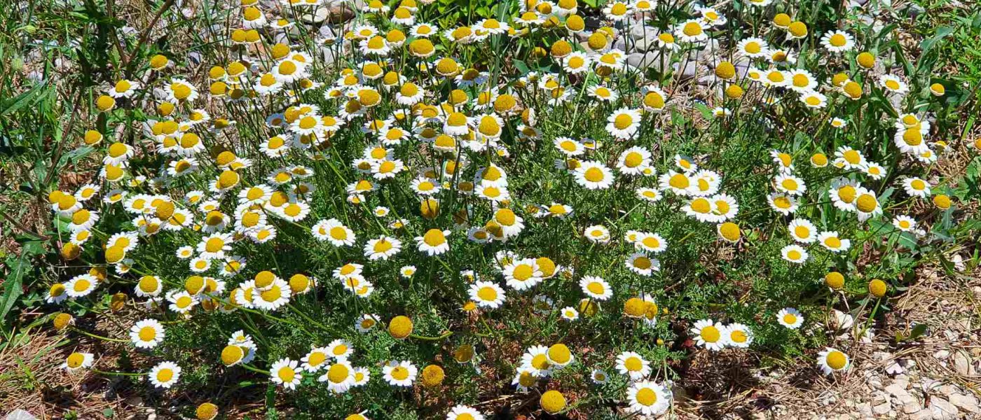 Rimska kamilica (Chamaemelum nobile) tvori goste, nizke zaplate z obilico cvetov