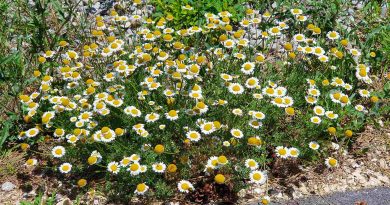Rimska kamilica (Chamaemelum nobile) tvori goste, nizke zaplate z obilico cvetov