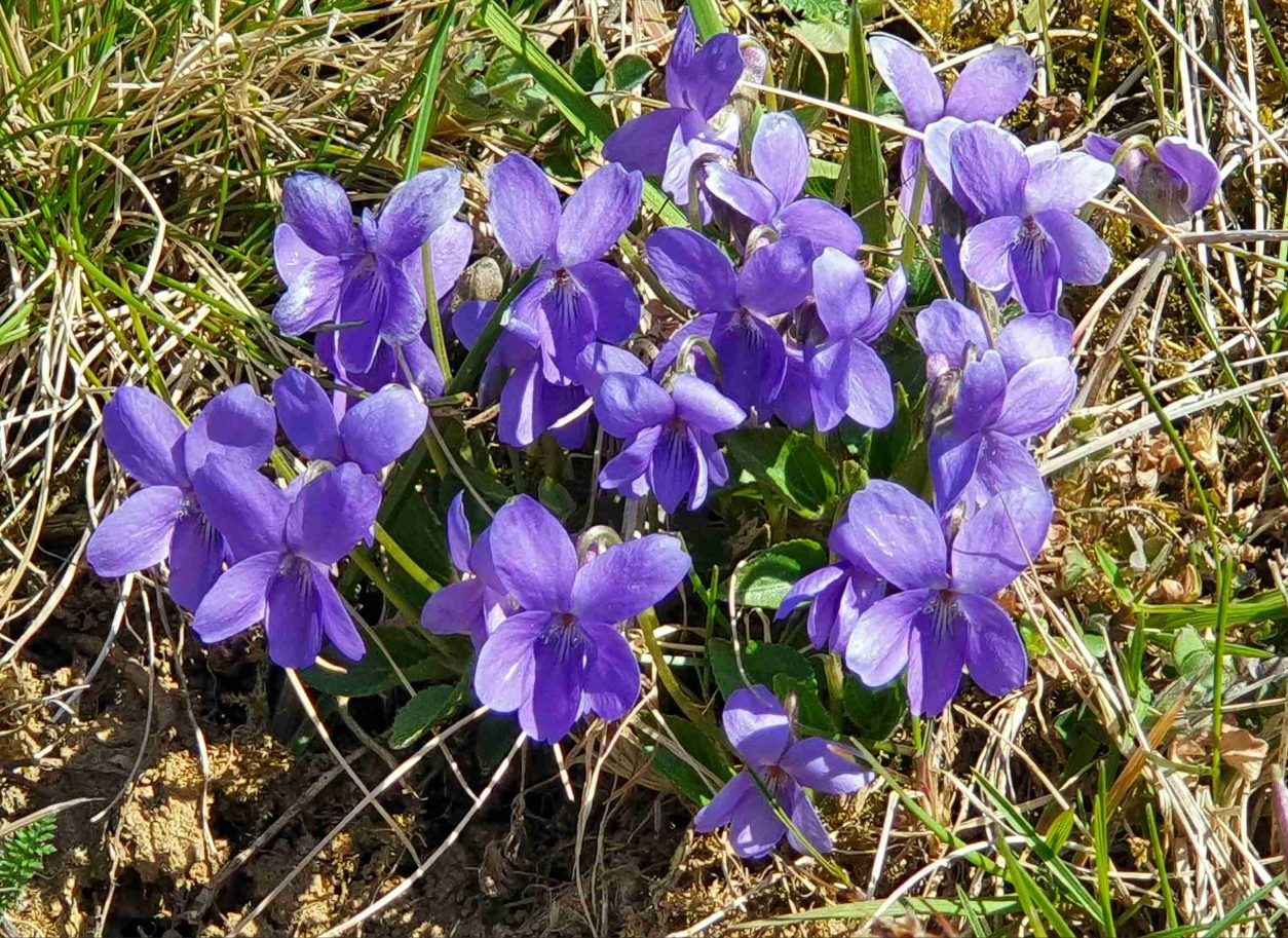 Skupina cvetočih dišečih vijolic (Viola odorata)