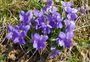 Skupina cvetočih dišečih vijolic (Viola odorata)