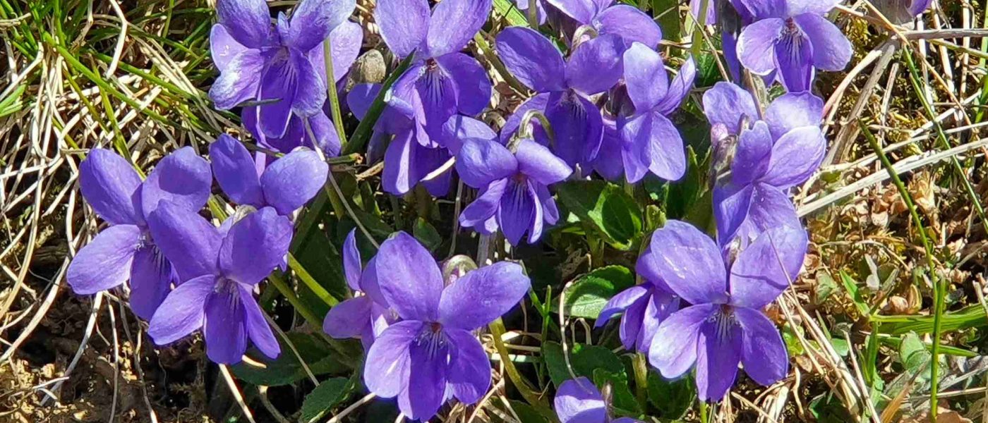 Skupina cvetočih dišečih vijolic (Viola odorata)