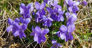 Skupina cvetočih dišečih vijolic (Viola odorata)