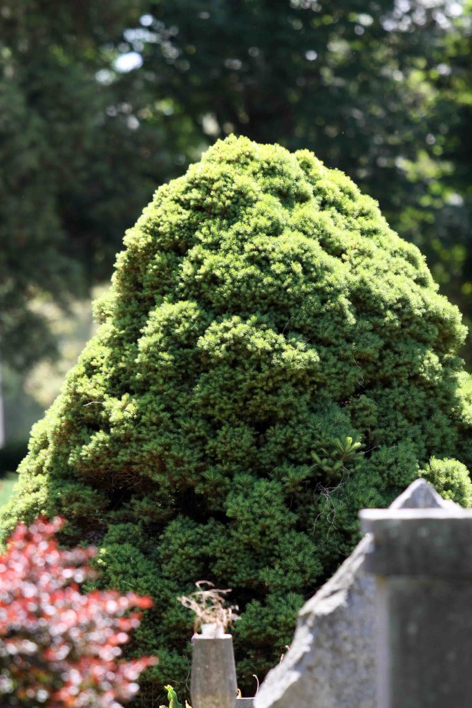 Stožčasta smreka, Pieca glauca Conica