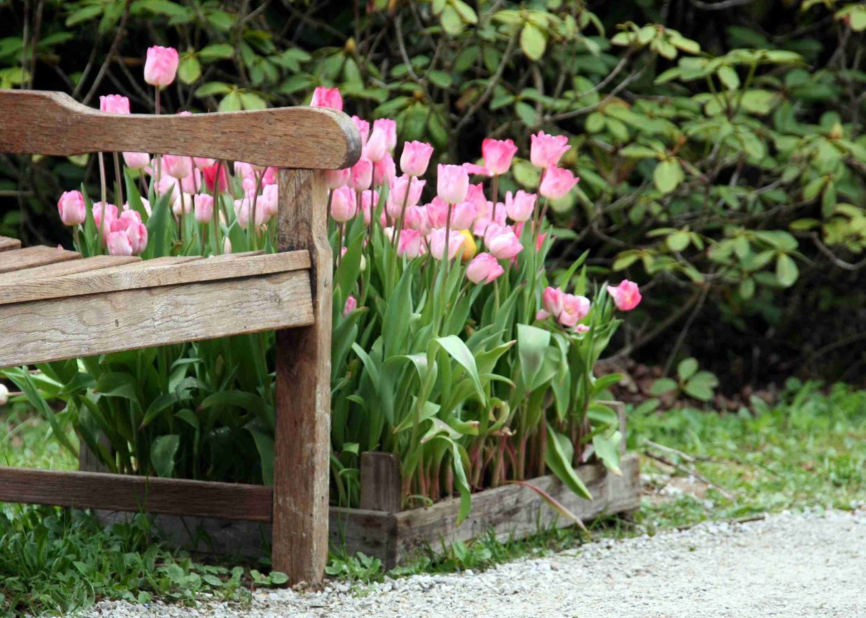 Tulipani, ki so bili najprej nakaljeni v zaščitenem prostoru in nato prestavljeni na prosto