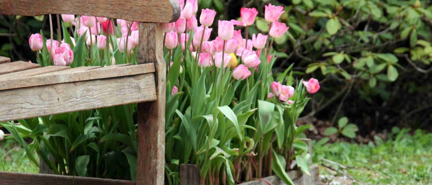 Tulipani, ki so bili najprej nakaljeni v zaščitenem prostoru in nato prestavljeni na prosto