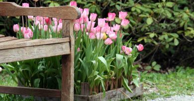 Tulipani, ki so bili najprej nakaljeni v zaščitenem prostoru in nato prestavljeni na prosto