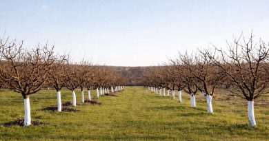 Urejen nasad sliv v zimskem času