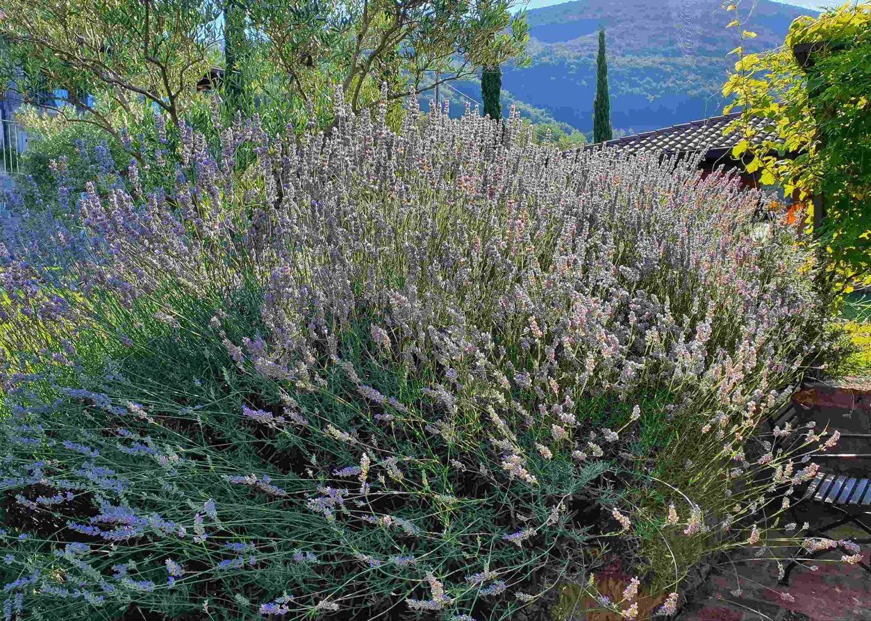 Velik in zdrav grm sivke najbolje uspeva na sončni legi