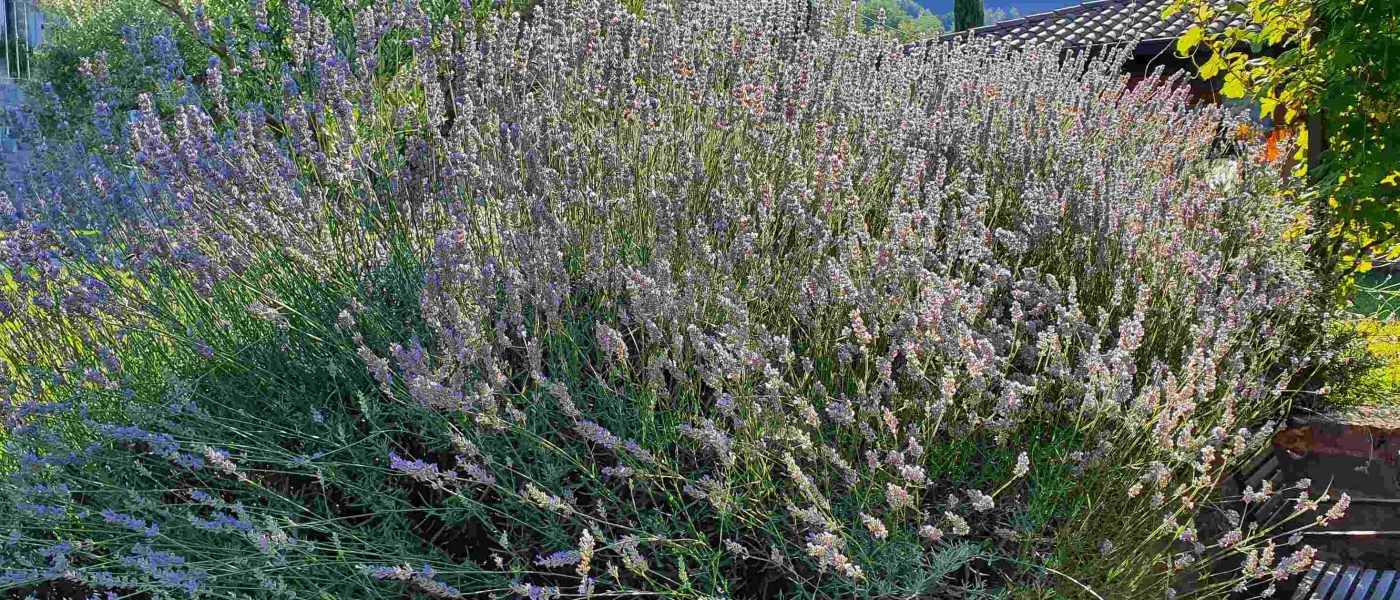 Velik in zdrav grm sivke najbolje uspeva na sončni legi