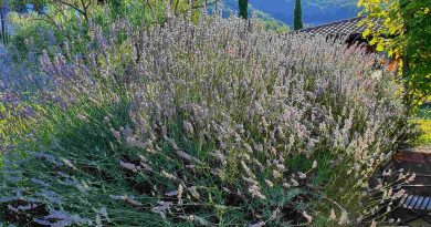 Velik in zdrav grm sivke najbolje uspeva na sončni legi