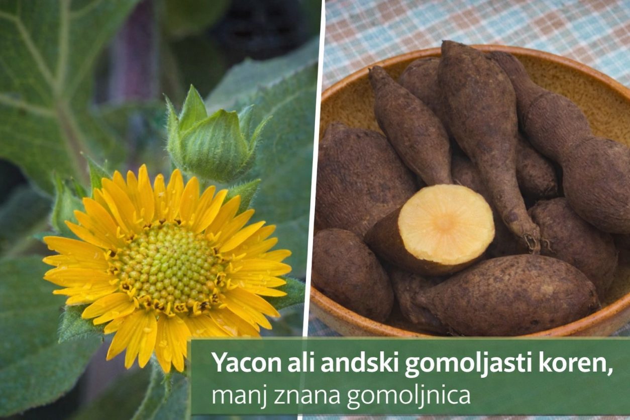 Yacon (Smallanthus sonchifolius) razvije rumene cvetove podobne sončnici in podzemne sladkaste gomolje