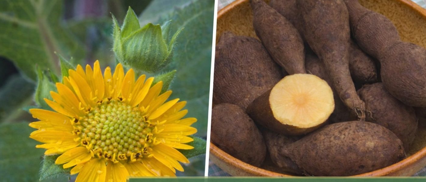 Yacon (Smallanthus sonchifolius) razvije rumene cvetove podobne sončnici in podzemne sladkaste gomolje