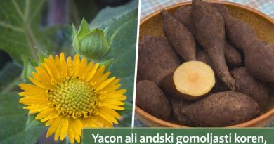 Yacon (Smallanthus sonchifolius) razvije rumene cvetove podobne sončnici in podzemne sladkaste gomolje
