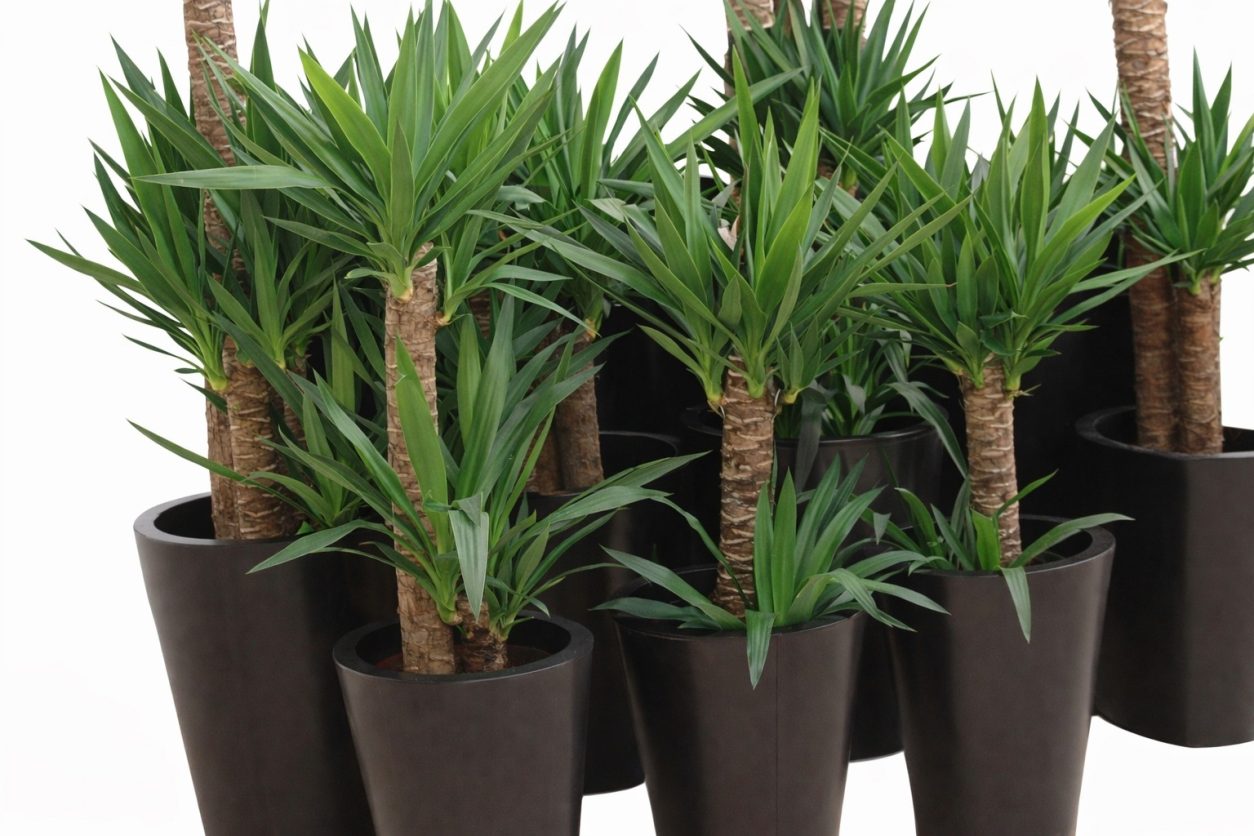 Yucca rastline v elegantnih loncih