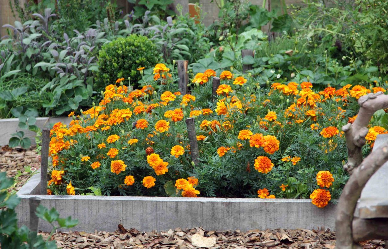 Žametnice (tagetes) na zelenjavnem vrtu niso le okras