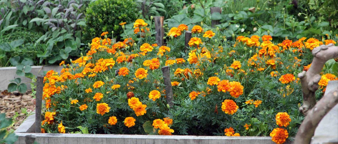 Žametnice (tagetes) na zelenjavnem vrtu niso le okras