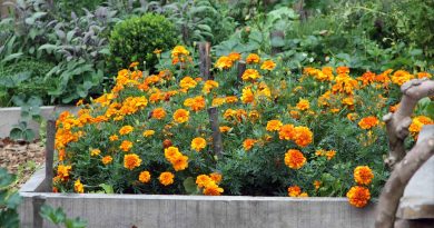 Žametnice (tagetes) na zelenjavnem vrtu niso le okras