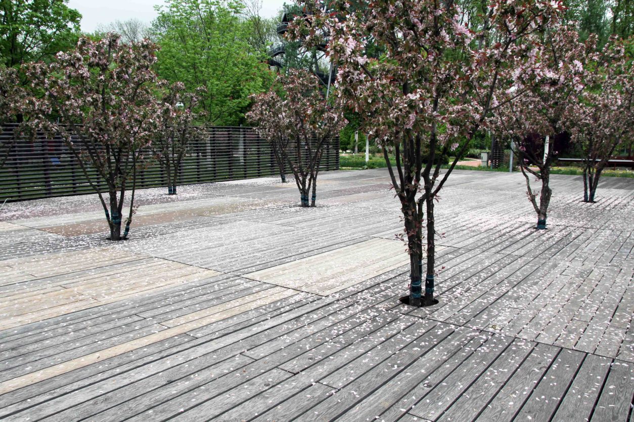 Zanimiva površina nasada okrasne japonske jablane (Malus floribunda)