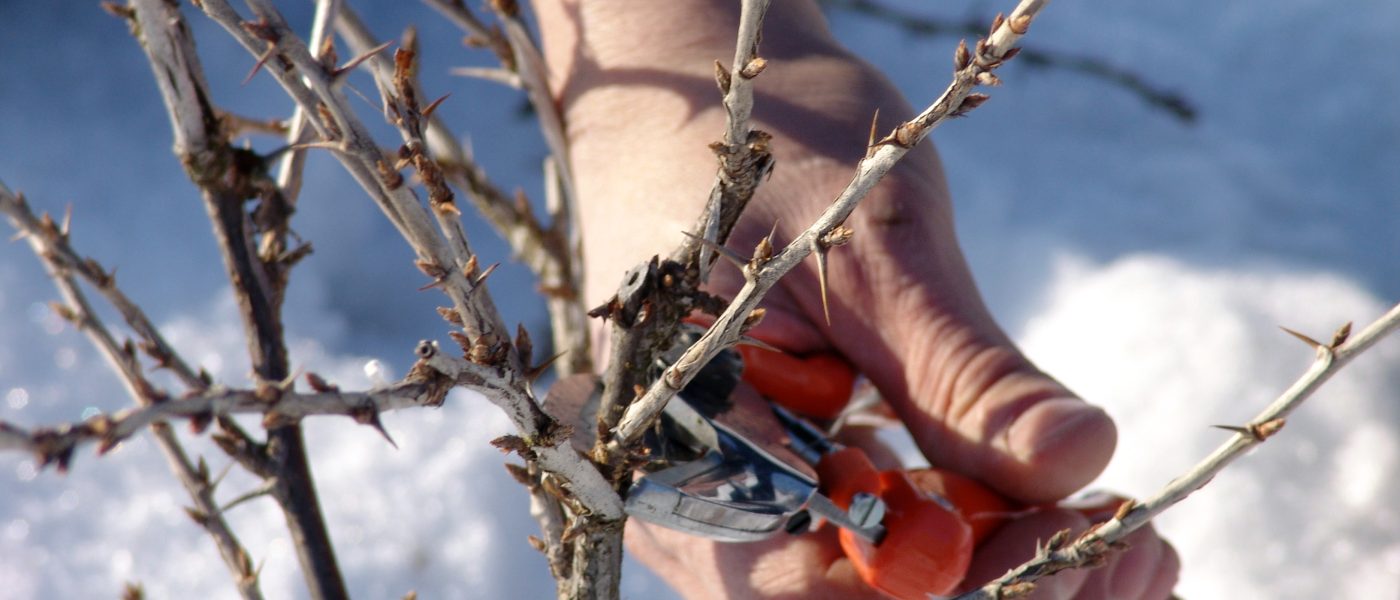 Zimska pomlajevalna rez kosmulje