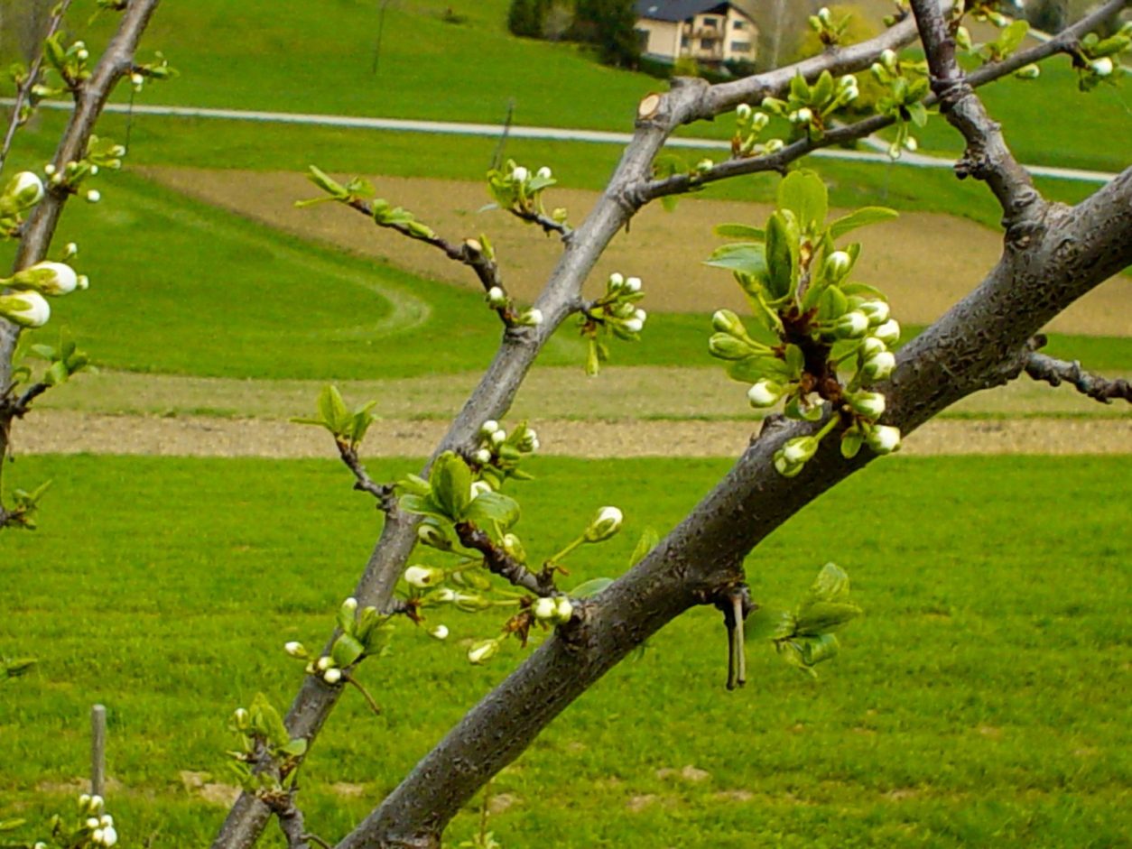 pravilna oskrba v času mirovanja, torej pozimi in tik pred začetkom vegetacije.