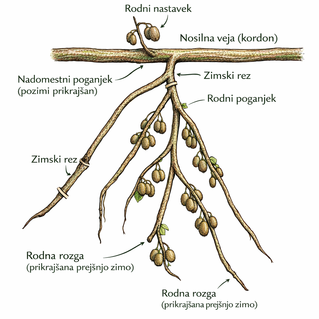Zrel del kordona kivija med pridelavo