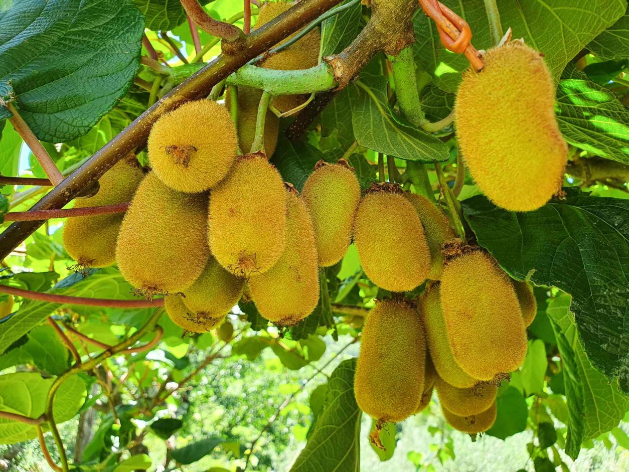 Zreli plodovi kivija (Actinidia deliciosa)