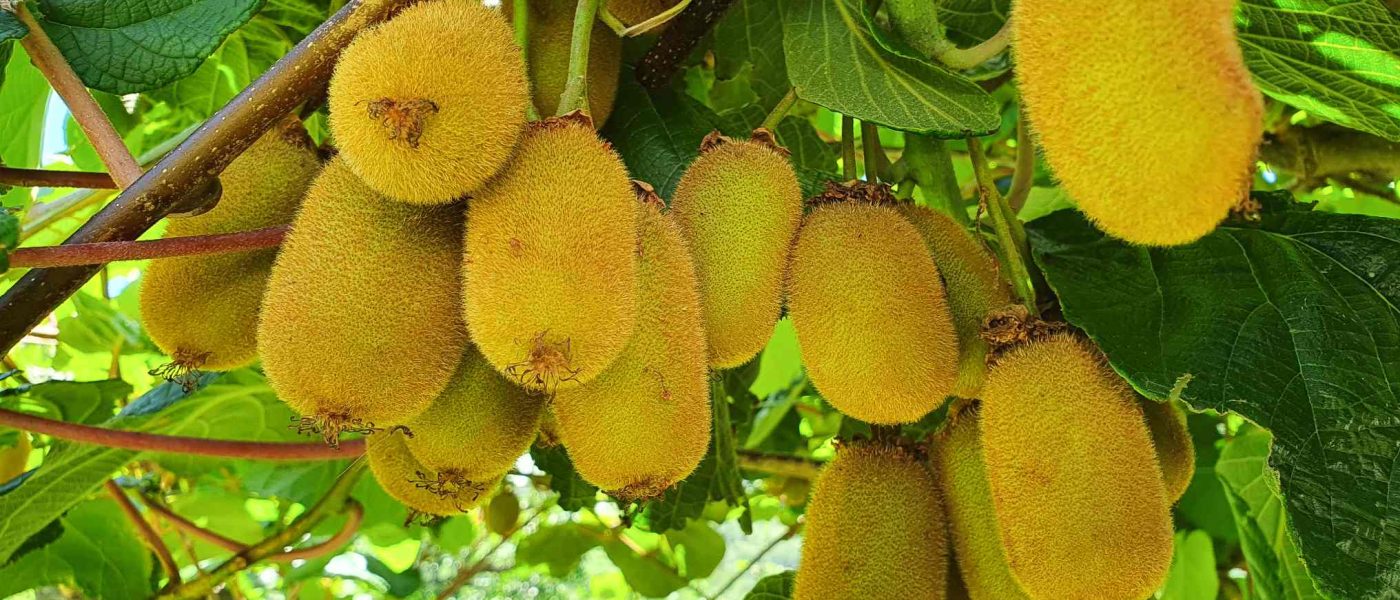 Zreli plodovi kivija (Actinidia deliciosa)