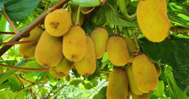 Zreli plodovi kivija (Actinidia deliciosa)