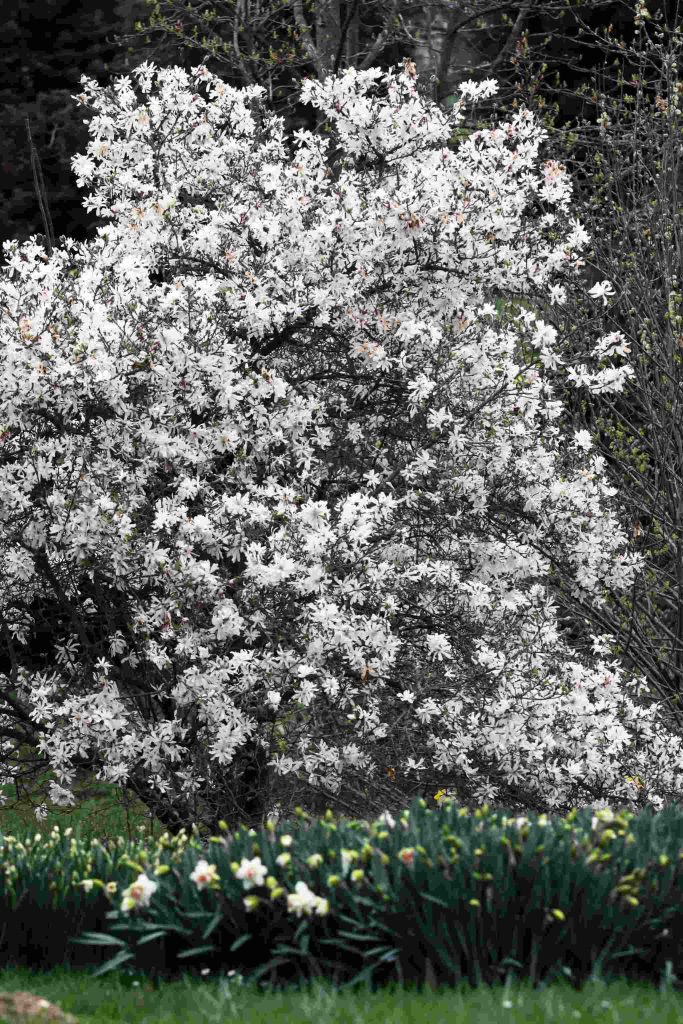 Zvezdasta magnolija (Magnolia Stellata). Veličina grma zgodaj spomladi
