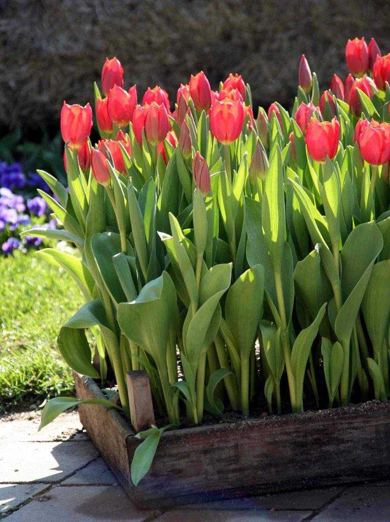 Bujna zasaditev rožnatih tulipanov v lesenem koritu, ki so v polnem razcvetu