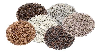 semena različnih sort fižola, med njimi Top Crop, Češnjevec, Klemen in druge priljubljene sorte