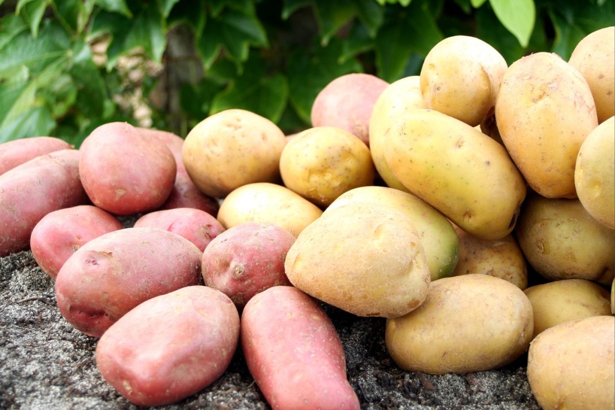 Sveže izkopan krompir dveh barvnih skupin