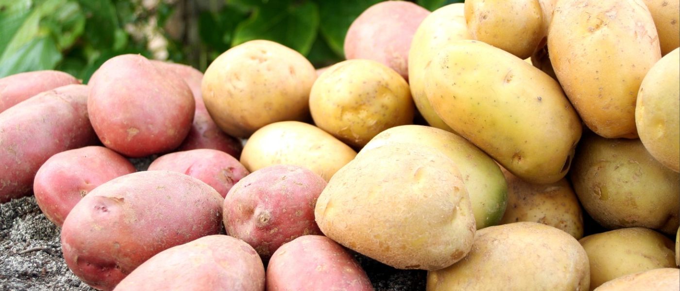 Sveže izkopan krompir dveh barvnih skupin