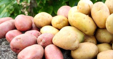 Sveže izkopan krompir dveh barvnih skupin