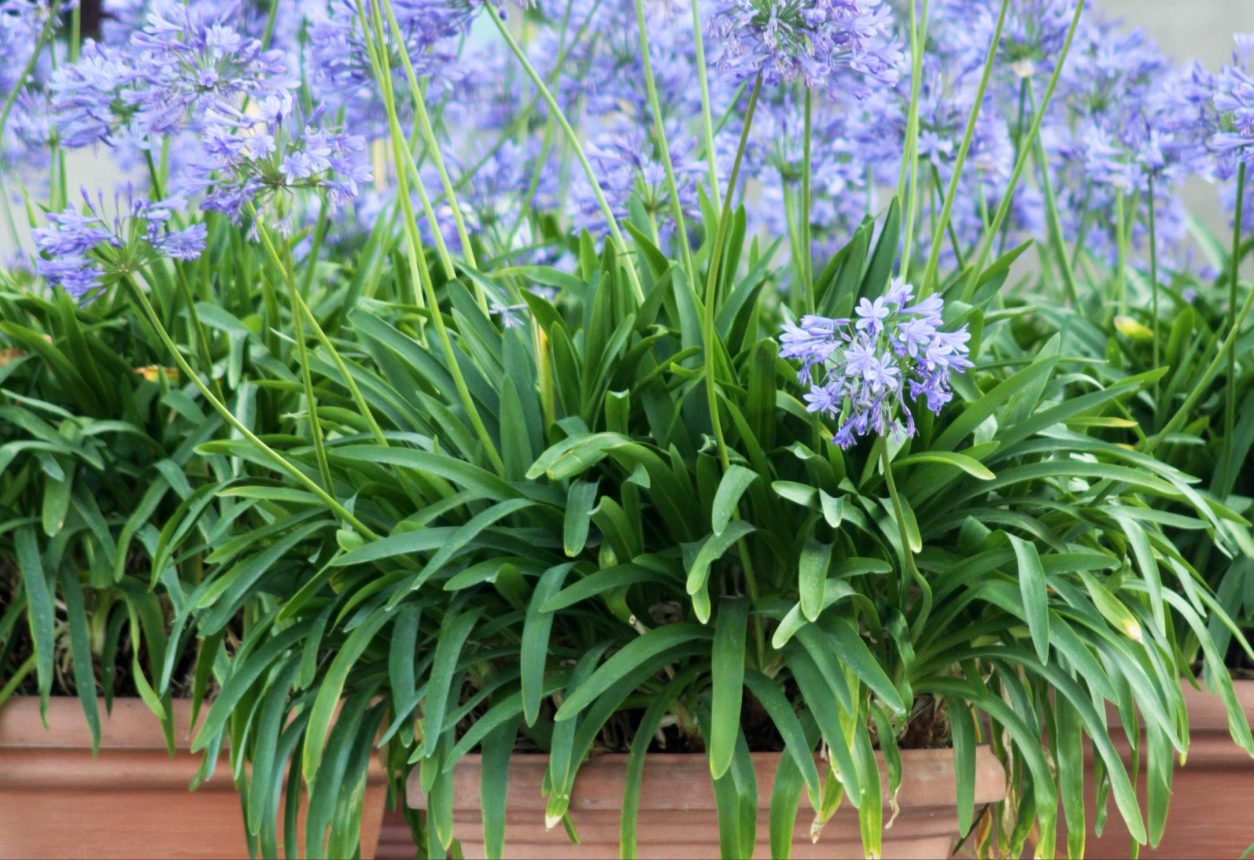 Agapantuse ali afriške lilije spomladi po prezimitvi postavimo na stalno sončno mesto in redno zalivamo ter dognojujemo