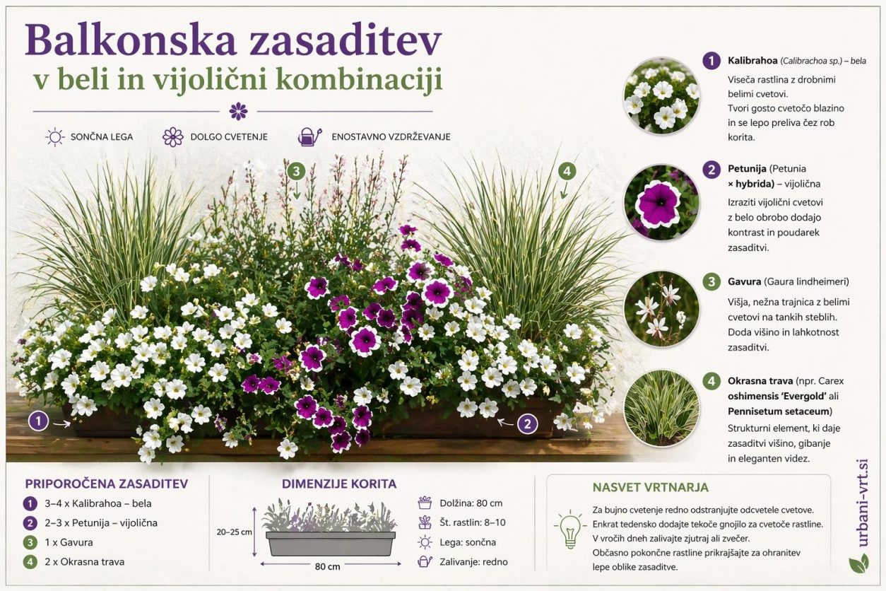 Balkonska zasaditev v beli in vijolični
