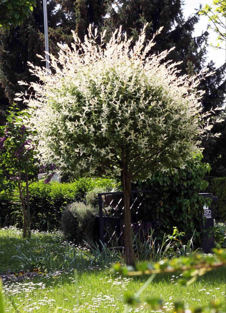 Bela vrba (Salix alba), nizka rez v kroglo krošnjo