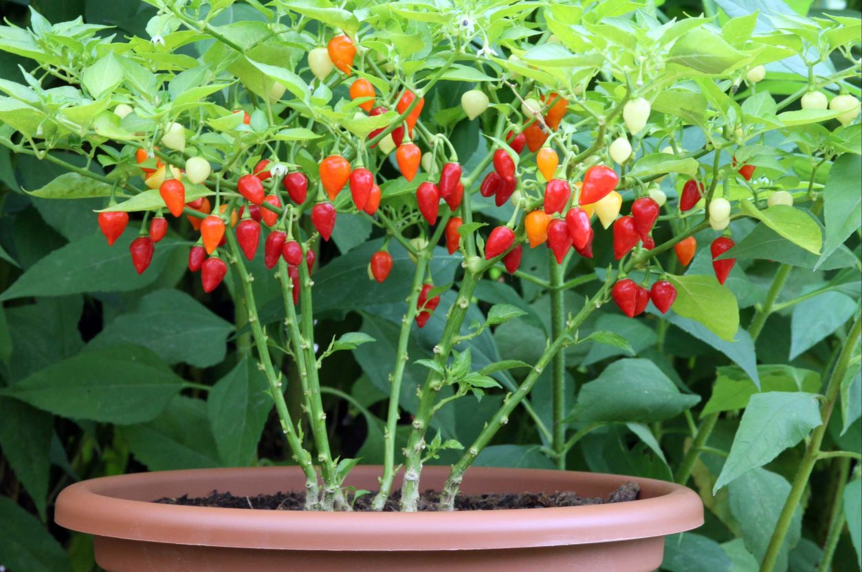 Capsicum frutescens – ptičji čili (bird’s eye chili)