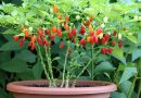 Capsicum frutescens – ptičji čili (bird’s eye chili)