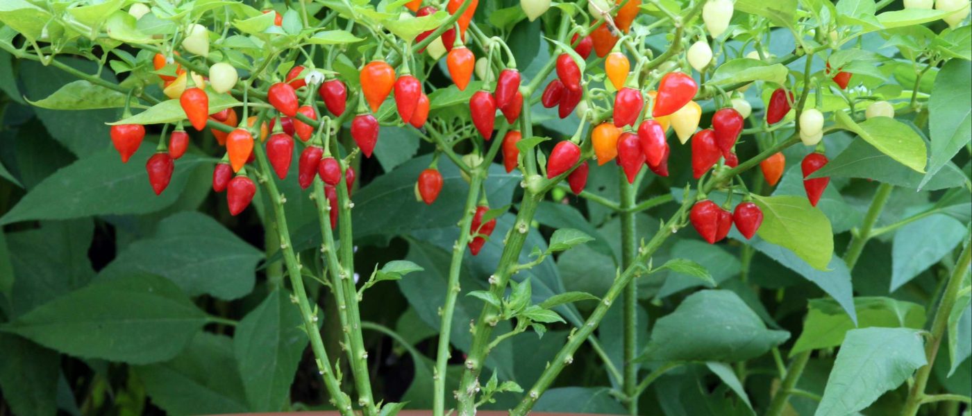 Capsicum frutescens – ptičji čili (bird’s eye chili)