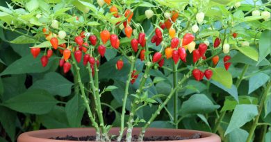 Capsicum frutescens – ptičji čili (bird’s eye chili)