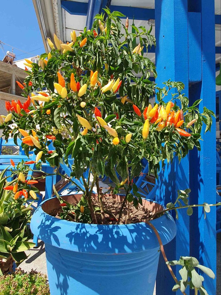 Dekorativna zasaditev čilijev v večji posodi