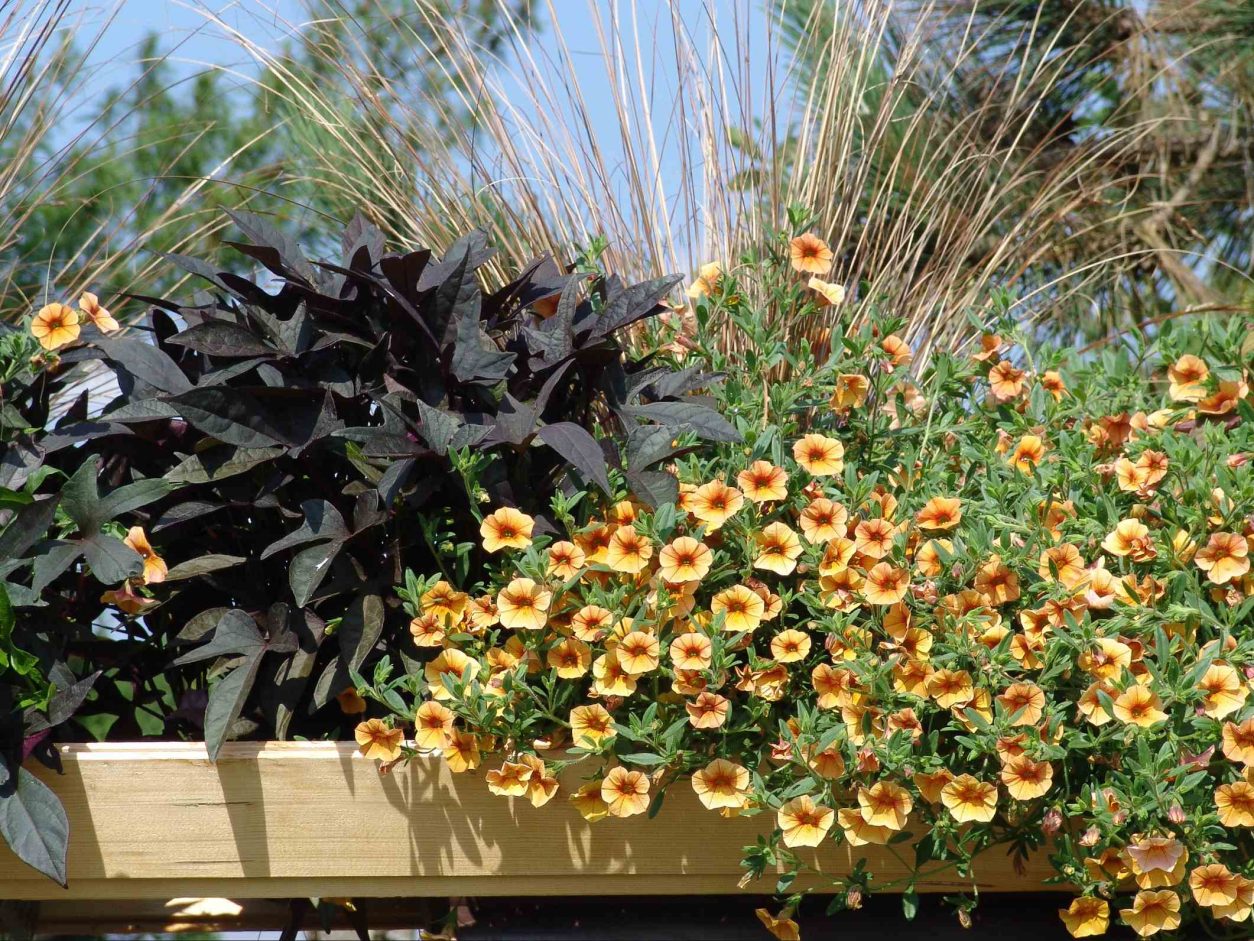 Dinamična balkonska zasaditev v toplih tonih združuje milijon zvončke, temnolistni sladki krompir in okrasno travo