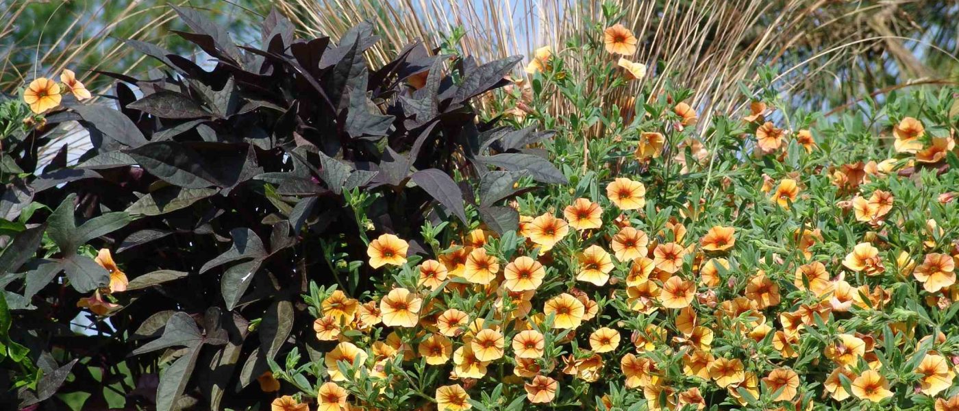 Dinamična balkonska zasaditev v toplih tonih združuje milijon zvončke, temnolistni sladki krompir in okrasno travo