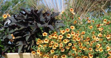 Dinamična balkonska zasaditev v toplih tonih združuje milijon zvončke, temnolistni sladki krompir in okrasno travo